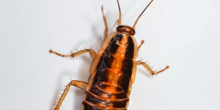 Ejemplar de cucaracha / UNSPLASH