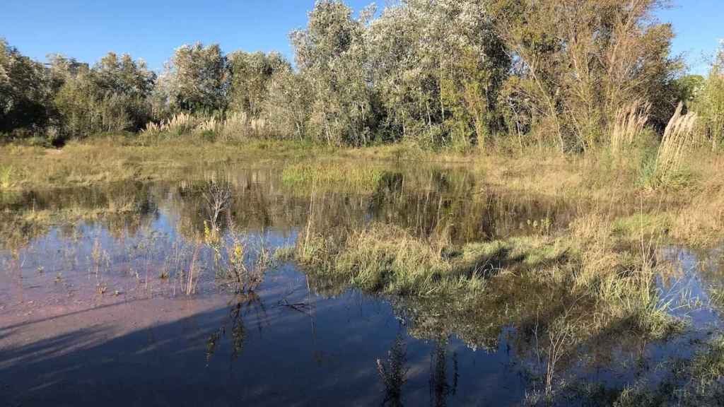 El delta del Llobregat, en el Prat de Llobregat / ECOLOGISTES DE CATALUNYA