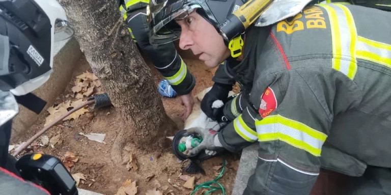 Bomberos con el gato de la mujer rescatada / BOMBERS BCN