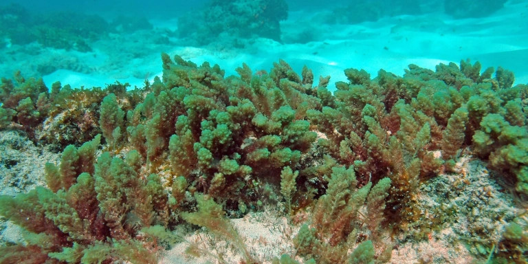 El alga Asparagopsis taxiformis / ARCHIVO