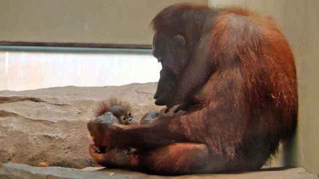 Kanelo, la cría de orangután, junto a su madre Jawi / AJUNTAMENT DE BARCELONA