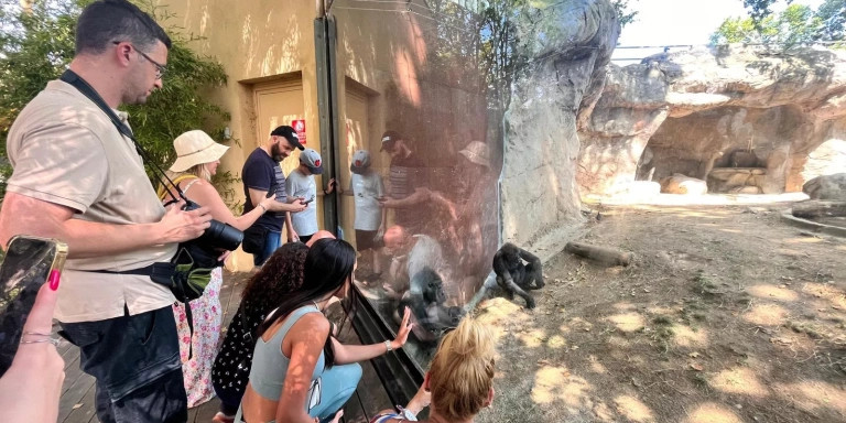 El recinto de los gorilas, lleno de turistas / METRÓPOLI