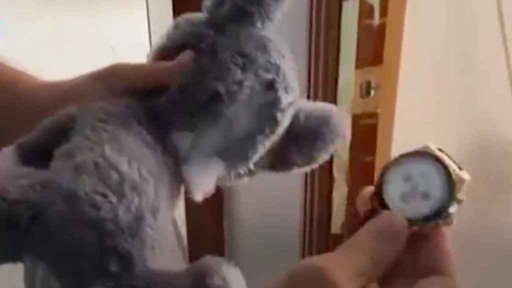 Detenido por robar relojes de lujo y esconderlos en peluches / MOSSOS D'ESQUADRA