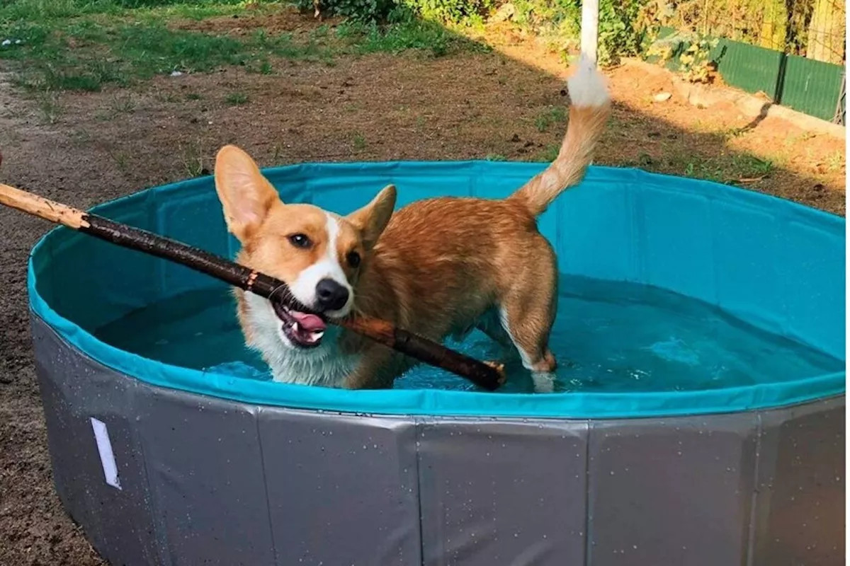 Un perro en una piscina de agua / ARCHIVO