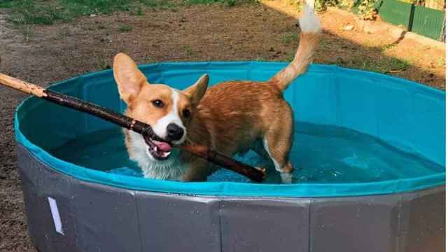 Un perro en una piscina de agua / ARCHIVO