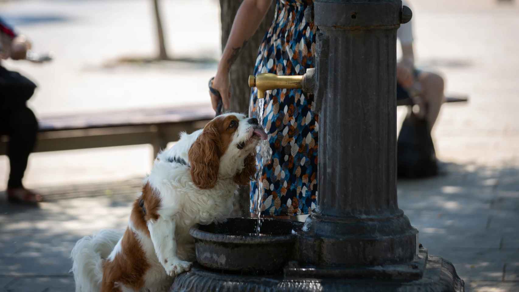 Un perro bebe agua de una fuente en Barcelona