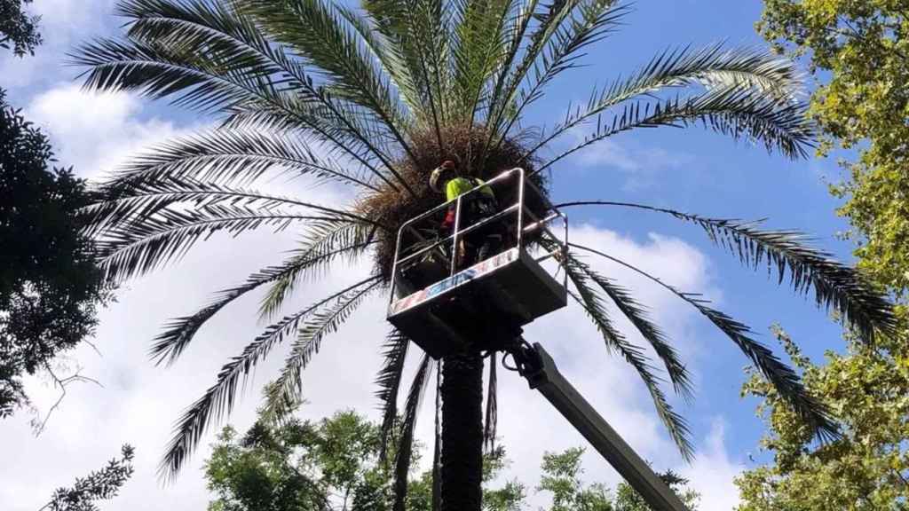 Revisión de una palmera en la plaza del Pes de la Palla