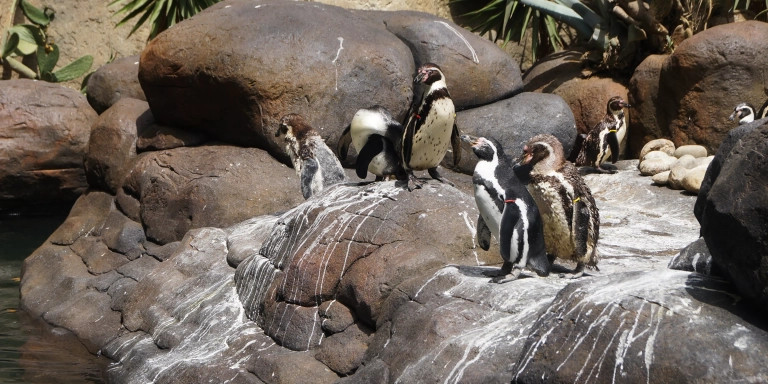 Zoo de Barcelona / LUIS MIGUEL AÑÓN