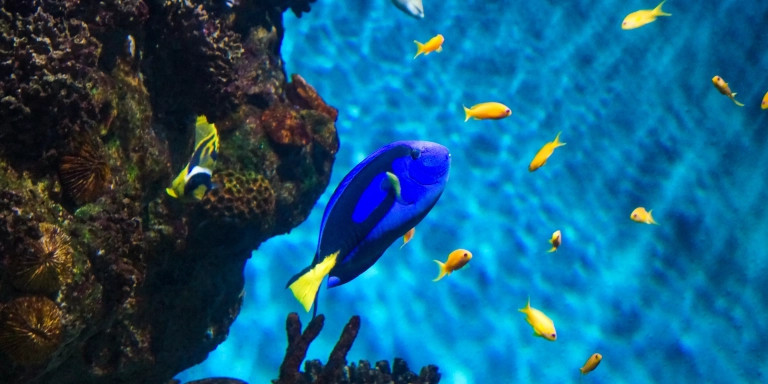 Peces en el Acuario de Barcelona / LUIS MIGUEL AÑÓN