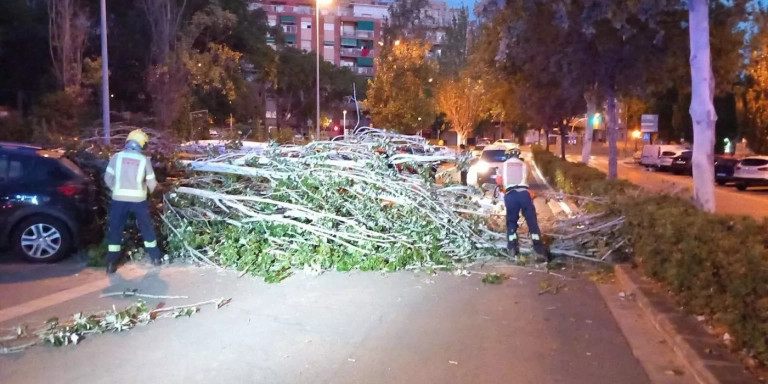 Cae un árbol de grandes dimensiones en Sant Boi de Llobregat / BOMBEROS