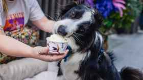 Un perro con el helado de Badiani / CEDIDA