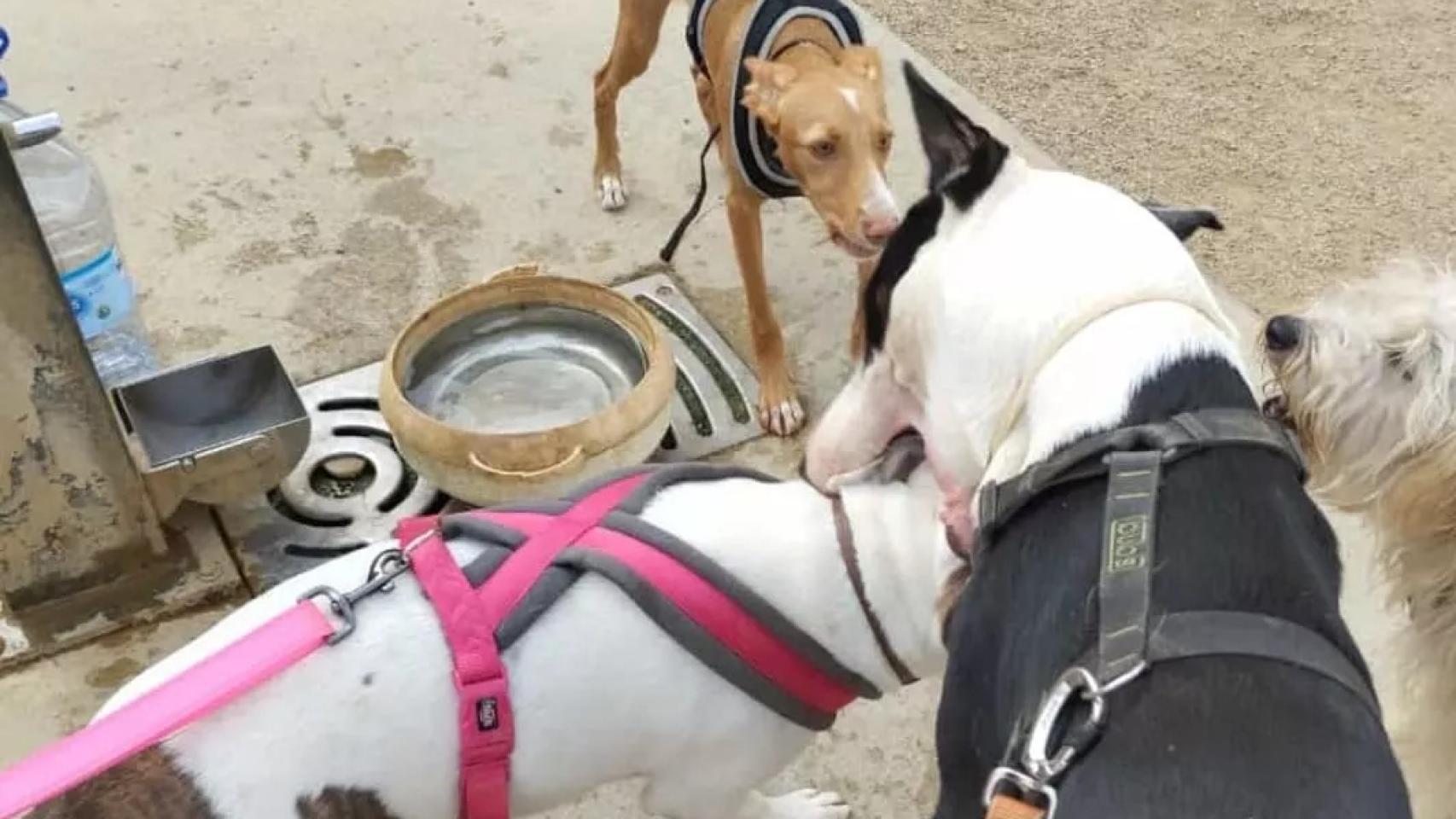 Perros en el pipicán de la calle Sant Pau, frente a la fuente de agua que no funciona