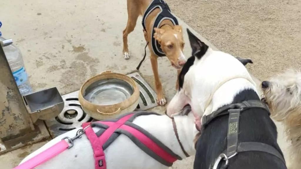 Perros en el pipicán de la calle Sant Pau, frente a la fuente de agua que no funciona