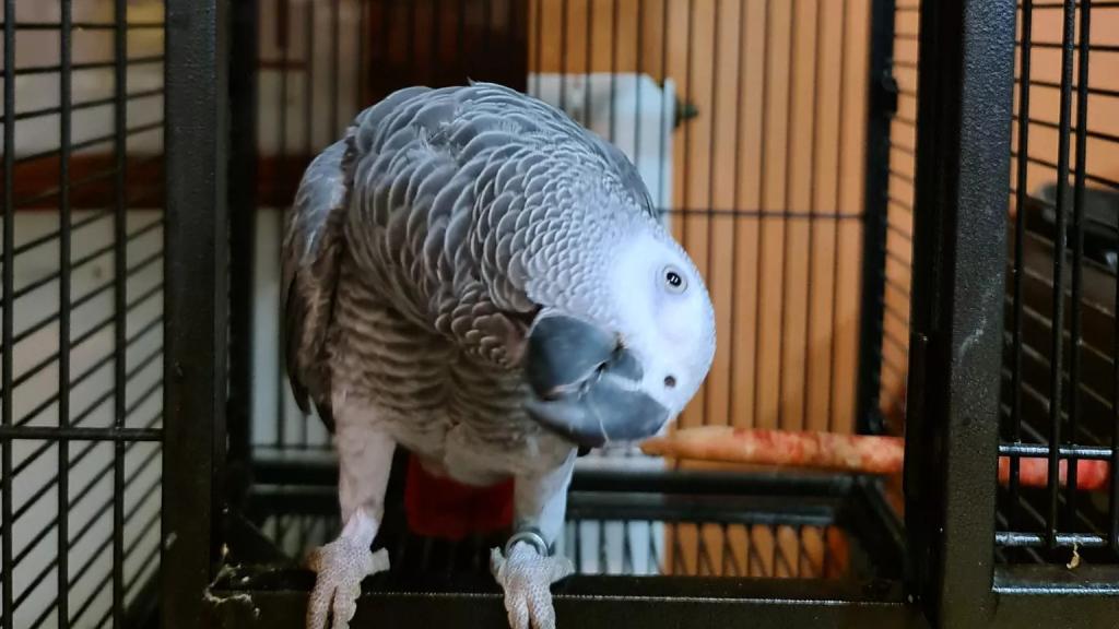 Pocholito, el loro gris de cola roja perdido en Badalona / FACEBOOK