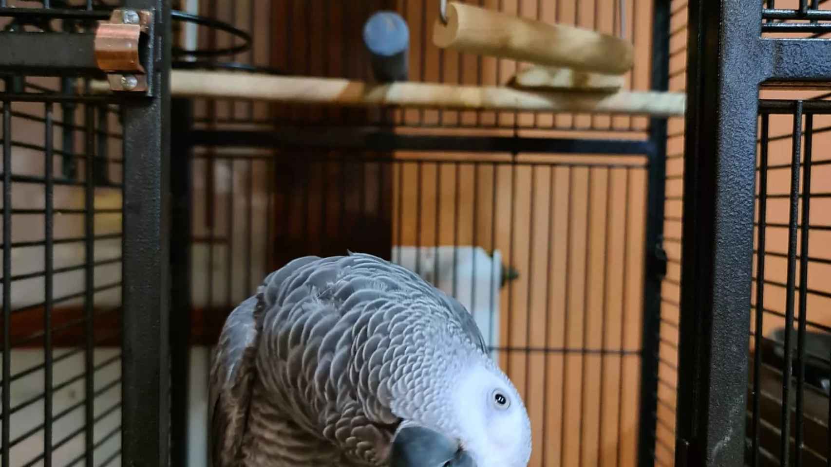 Pocholito, el loro gris de cola roja perdido en Badalona / FACEBOOK