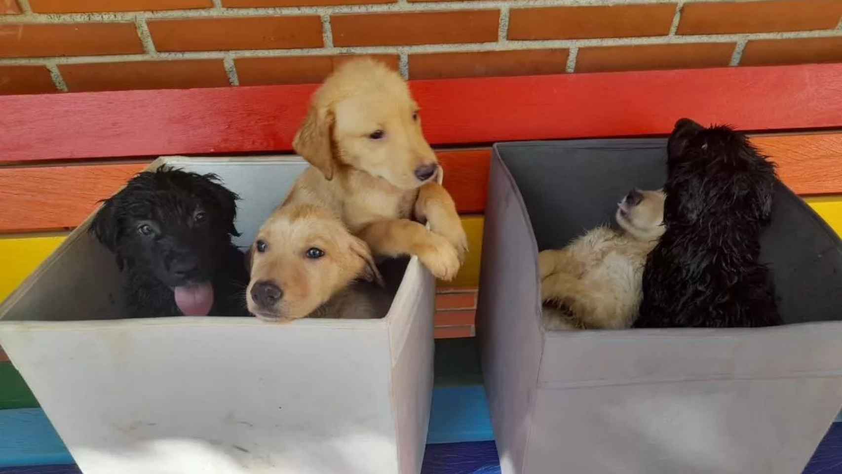 Los cinco cachorros abandonados en el río Besòs / POLICÍA LOCAL SANTA COLOMA