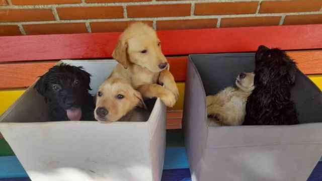 Los cinco cachorros abandonados en el río Besòs / POLICÍA LOCAL SANTA COLOMA
