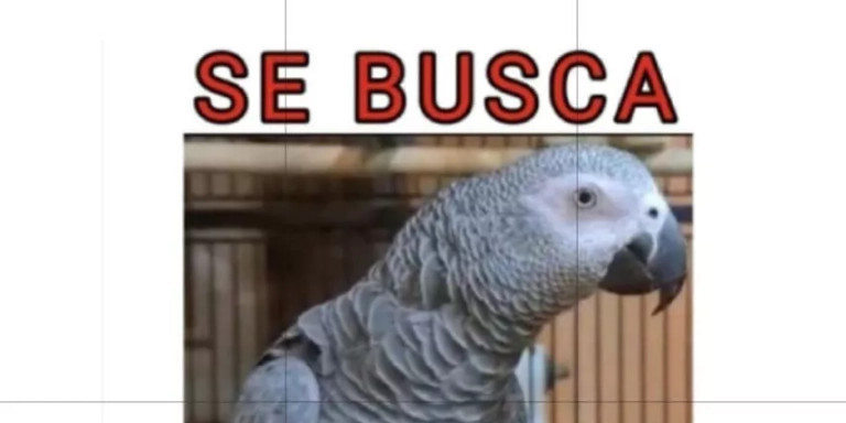 Cartel de búsqueda de Pocholito, un loro gris perdido en Badalona / FACEBOOK