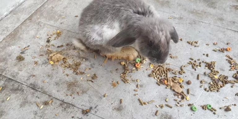 Uno de los conejos abandonados en una jaula en Sant Adrià / FACEBOOK