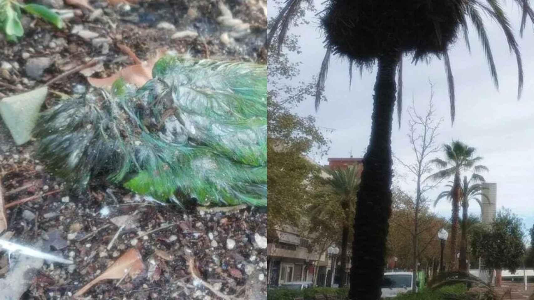 Una de las cotorras muertas y la palmera podada en Barcelona / CEDIDAS