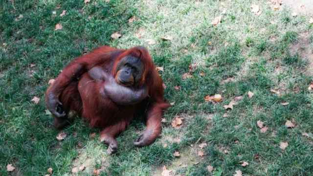 Un orangutan en el Zoo de Barcelona / LUIS MIGUEL AÑÓN