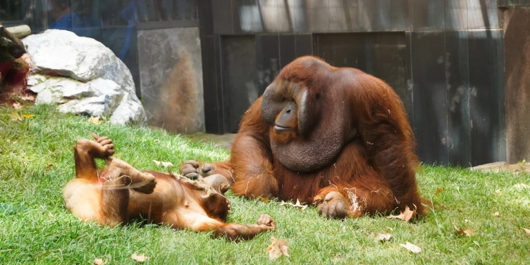 Un orangutan en el Zoo de Barcelona / LUIS MIGUEL AÑÓN