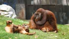 Un orangutan en el Zoo de Barcelona / LUIS MIGUEL AÑÓN