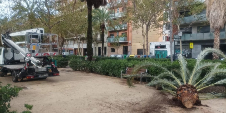 Palmeras taladas en el Parc del Clot / CEDIDA