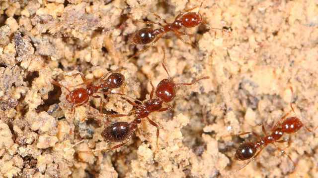 La hormiga roja de fuego es una colonia invasora que podría proceder de China o Estados Unidos