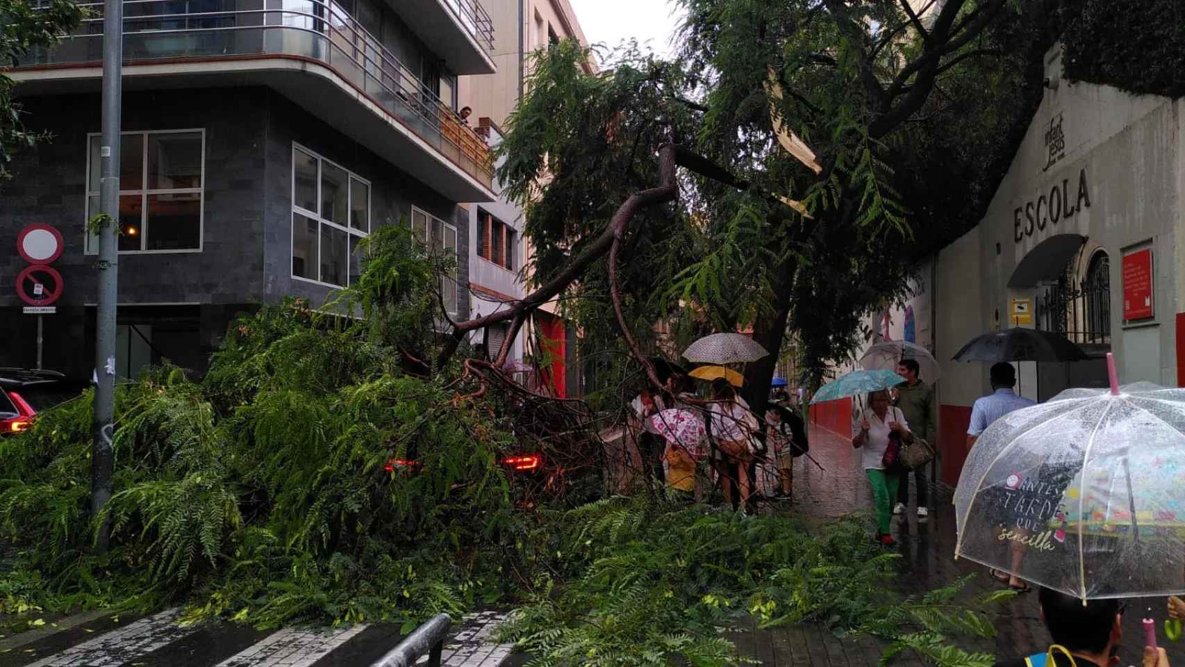 Un árbol cae en la calle Avenir de Barcelona / X