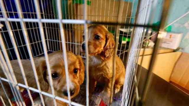 Perros en una jaula para ser vendidos en una imagen de archivo / ARCHIVO