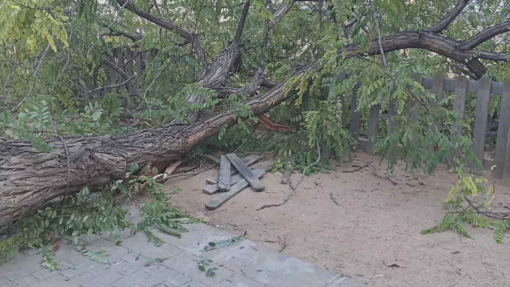 Cae un árbol de grandes dimensiones en un parque infantil del barrio del Clot en Barcelona / Twitter