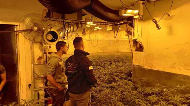 Plantación de marihuana en L'Hospitalet de Llobregat / MOSSOS