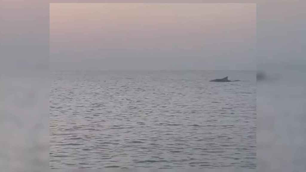 Un delfín nada en la playa de Badalona / ESPAI MAR
