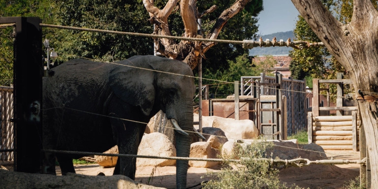 La elefanta Susi en el Zoo de Barcelona / SERGIO CASTILLEJO