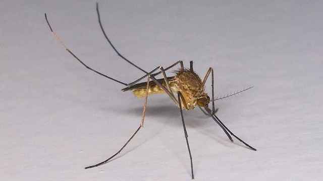 Mosquito 'culex pipiens', transmisor del VNO en Catalunya / INATURALIST