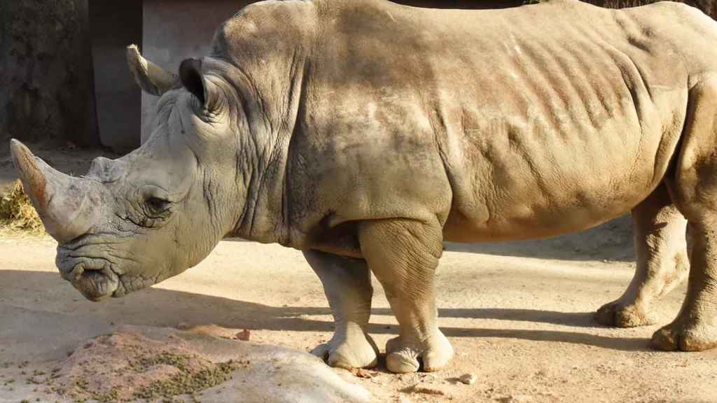 Pedro, el único rinoceronte del Zoo de Barcelona / ZOO