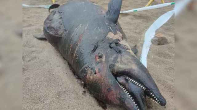 Delfín muerto en la playa de Castelldefels / @MELONIBA