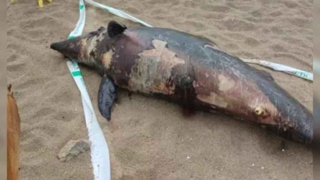 Delfín muerto en la playa de Castelldefels / @MELONIBA