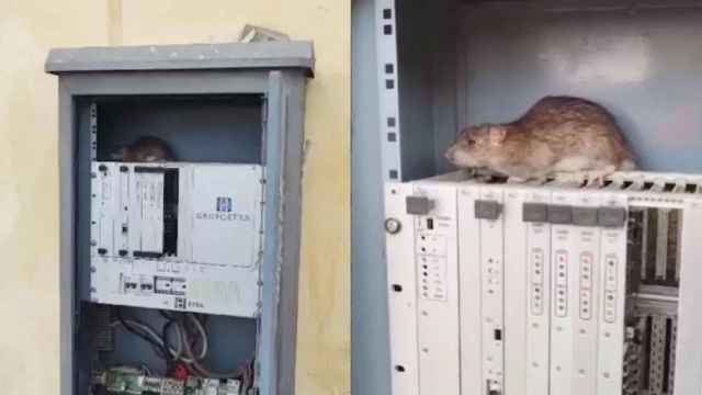 La rata descubierta comiéndose los cables de los semáforos en La Mina / RRSS