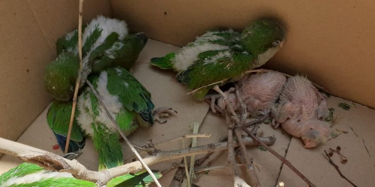 Cotorras vivas y muertas dentro de una caja / CORAZÓN DE PALOMA