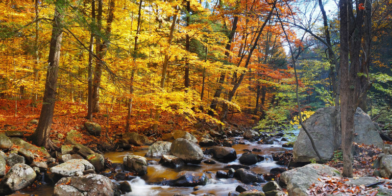 El bosque del Montseny en una imagen de archivo / Shutterstock