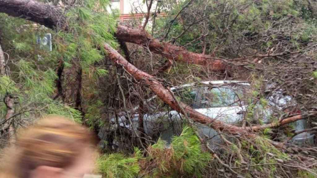 El árbol caído en Ciutat Meridiana / CEDIDA