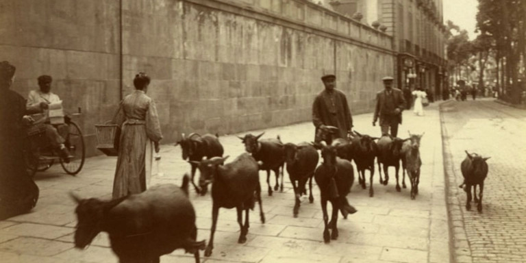 Un rebaño de cabras pasea por la Rambla / FREDERIC BALLELL - ARXIU FOTOGRÀFIC DE BARCELONA