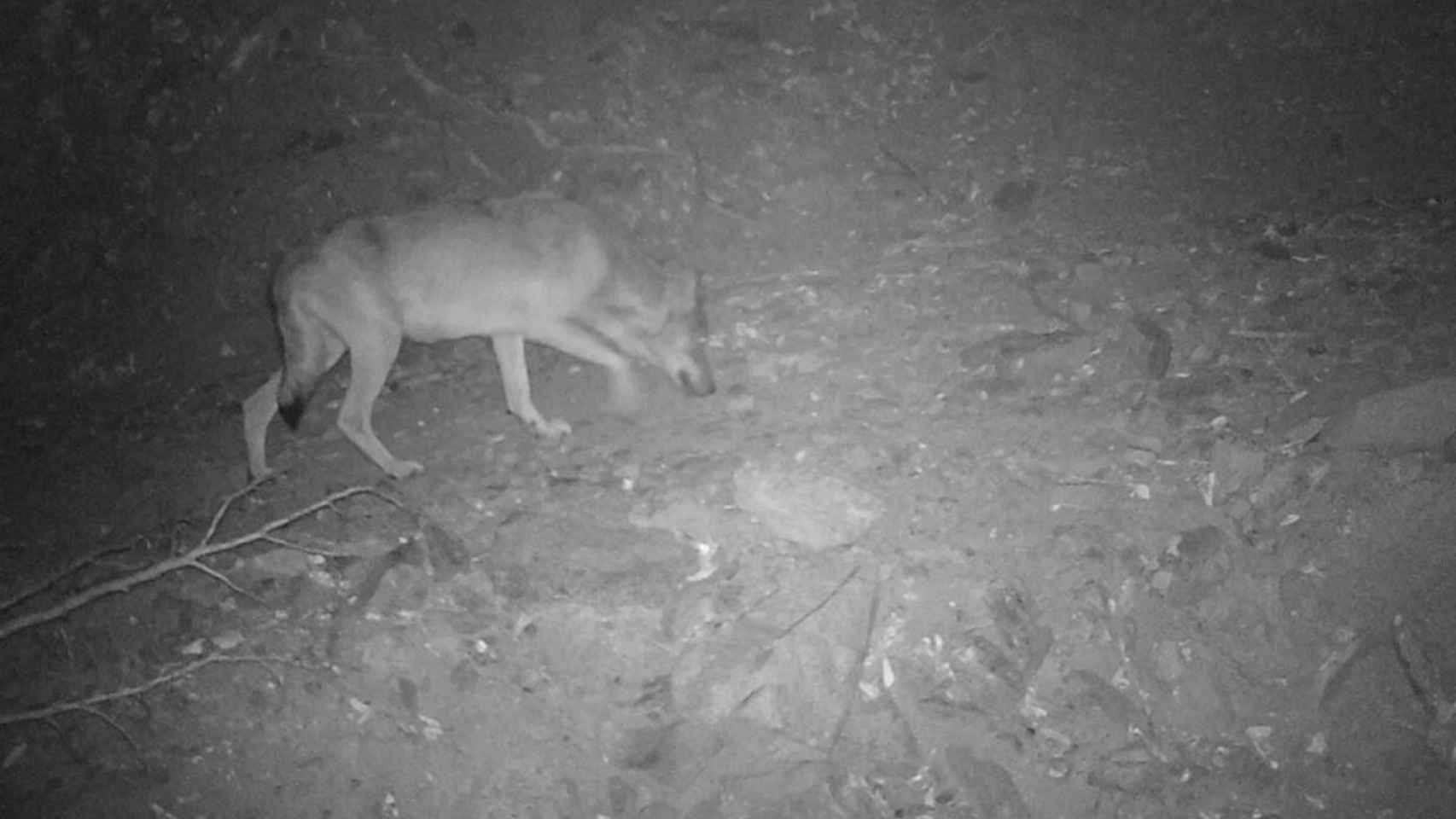 Un lobo en el parque natural de l'Albera