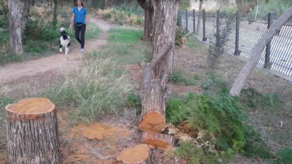 Árbol talado en los jardines de Torre Girona