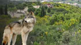 Fotomontaje de un ejemplar de lobo sobre la Serralada de Marina en Santa Coloma