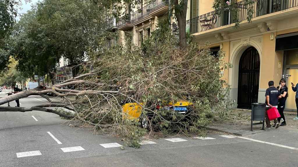Un árbol caído encima de un taxi en Barcelona por la borrasca Ciarán