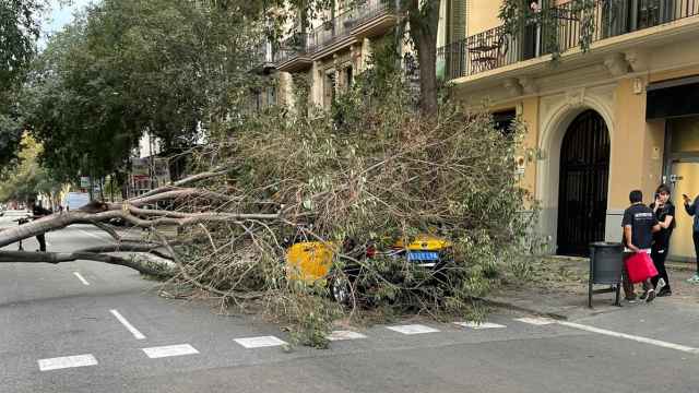 Un árbol caído encima de un taxi en Barcelona por la borrasca Ciarán