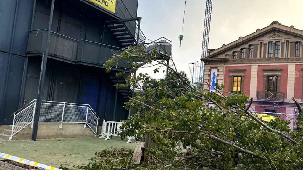 Un árbol caído en la escuela 30 Passos